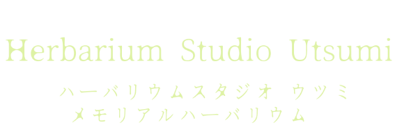 Heabarium Studio Utsumi